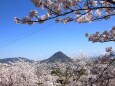 桜と讃岐富士