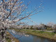 川辺の桜 2022年