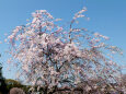 久々利川の枝垂桜