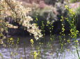 小川の花