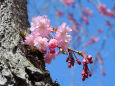 桜の季節20