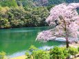 ダム湖と桜