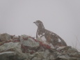 小蓮華山のチビ雷鳥