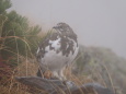 小蓮華山のチビ雷鳥3