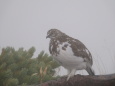 小蓮華山のチビ雷鳥4