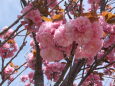 牡丹桜満開一枝