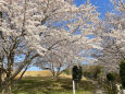 桜の季節23