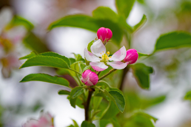 りんごの花