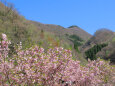 山にも春の訪れ 三徳桜