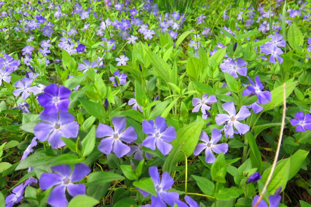 ツルニチニチソウ