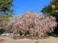 桜の季節25 枝垂れ桜