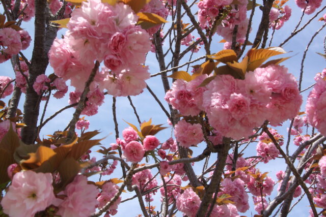 桜牡丹桜