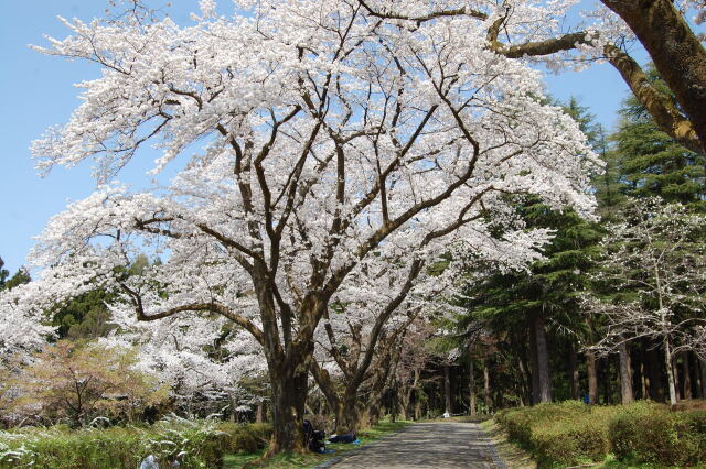 桜の木の下で 2022年