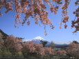 いやしの里の枝垂桜