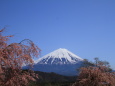 春の富士山