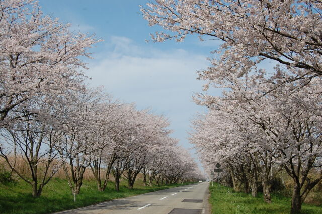 見納めの桜 2022年