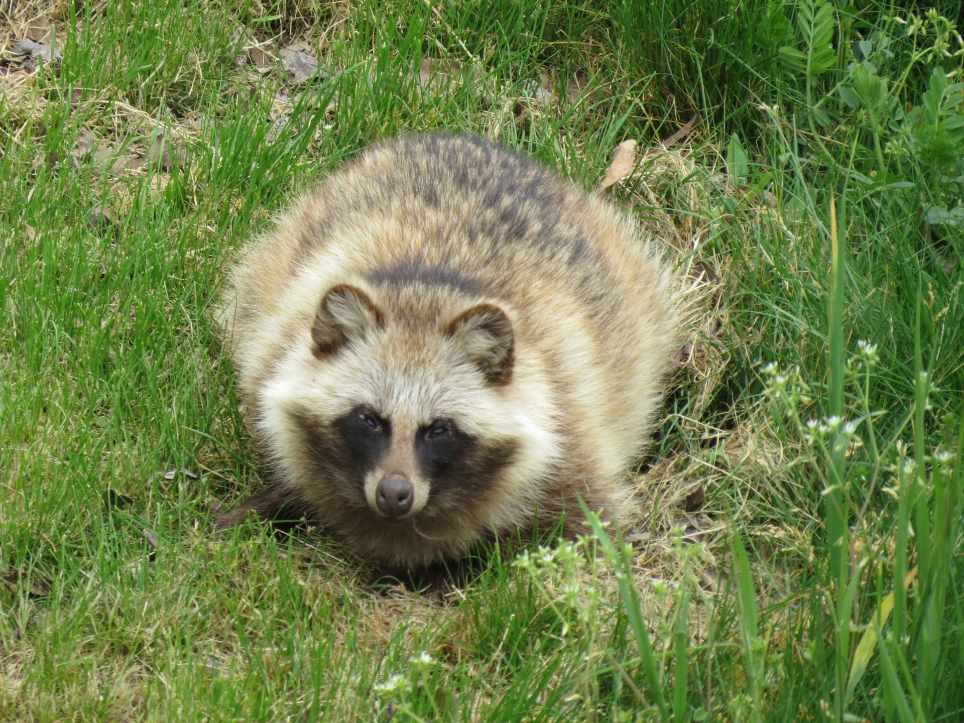 動物 その他 タヌキ1 壁紙19x1440 壁紙館 動物 その他 タヌキ1 壁紙19x1440 壁紙館