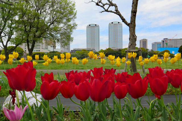 赤いチューリップ