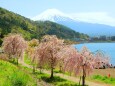 河口湖桜と新緑