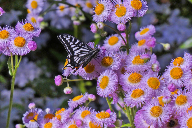 ハルジオンとアゲハチョウ