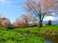 忍野八海桜と新緑