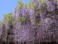 見頃の藤の花