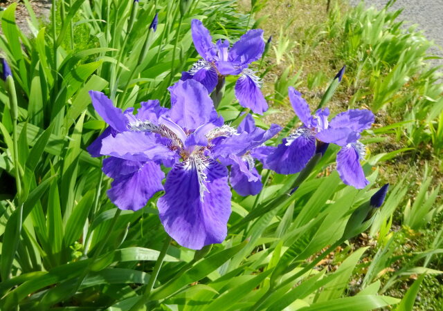 移り行く季節 4月から5月へ