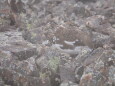 小蓮華山の雄雷鳥