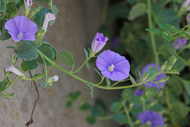 コンボルブルス・サバティウス