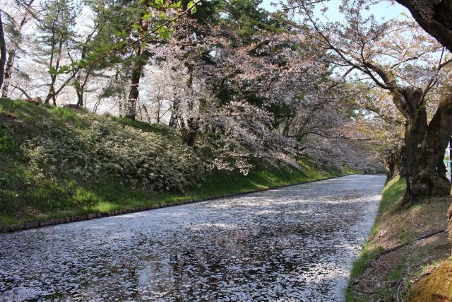 弘前公園の花筏