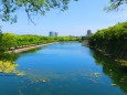新緑の大阪城公園