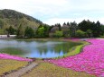 本栖湖芝桜