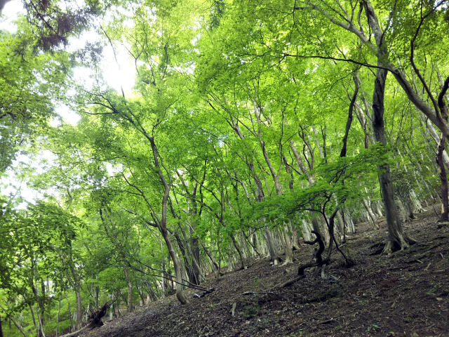 コグルミ谷の新緑