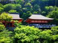 新緑の清水寺