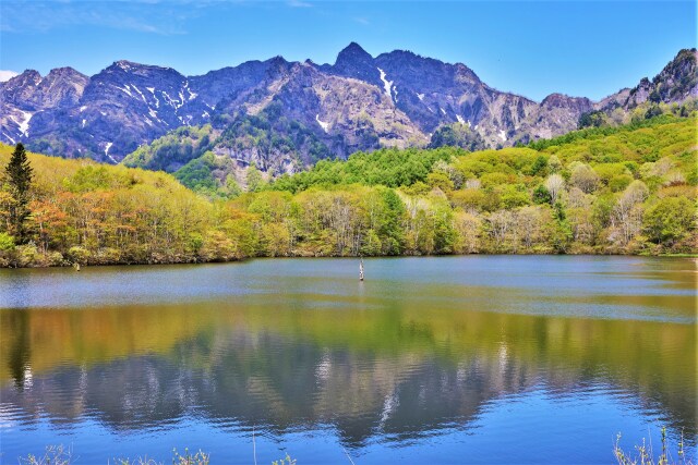 春もみじの鏡池