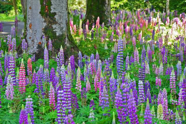 ルピナスのお花畑・6