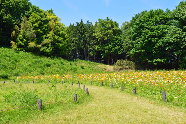アイスランドポピーのお花畑・2