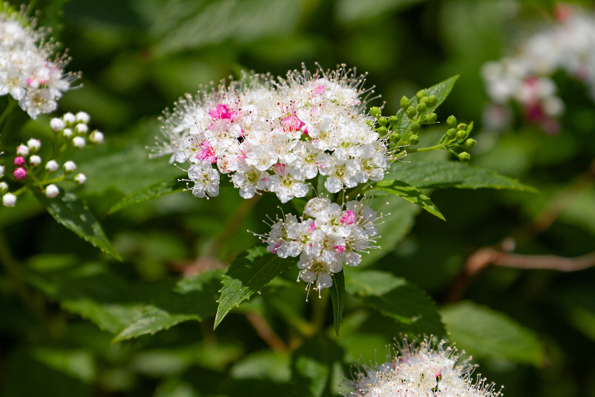 花 植物 シモツケソウ 壁紙19x1280 壁紙館 花 植物 シモツケソウ 壁紙19x1280 壁紙館