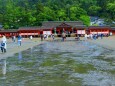 初夏の厳島神社