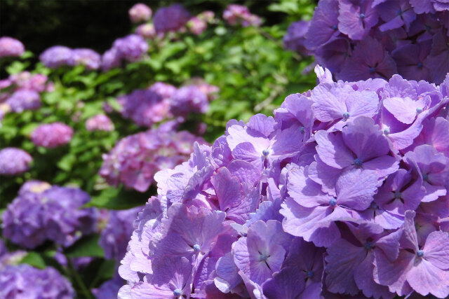 紫陽花 4