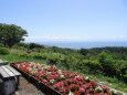 湘南平.高麗山公園