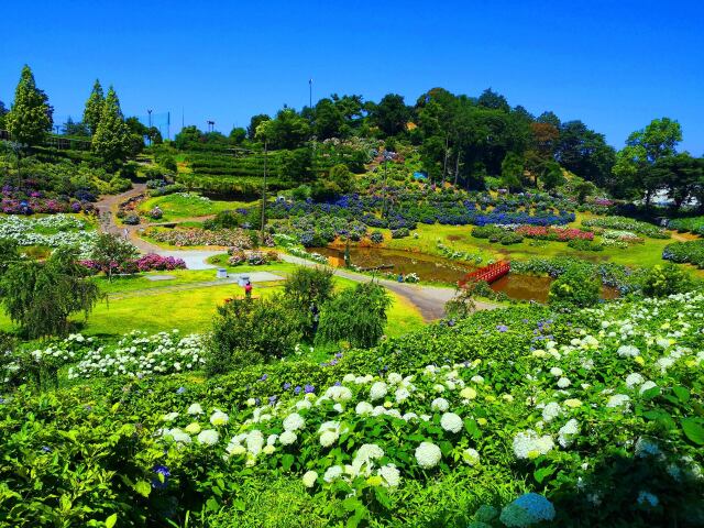 アジサイ園