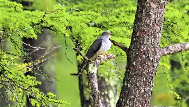 静かな森のカッコウ