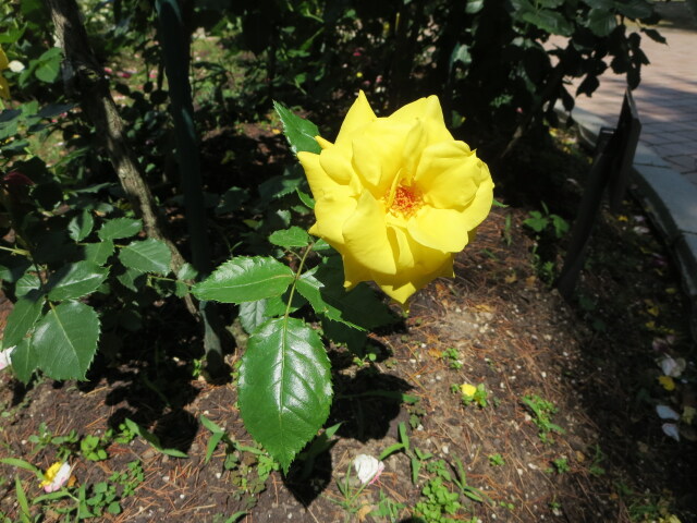 この薔薇の名は？ 2022年