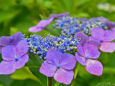 飛鳥山の紫陽花・6