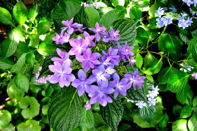 木漏れ日の下に咲いている紫陽花