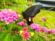 初夏の花と蝶