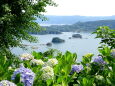 紫陽花の咲く丘から いろは島