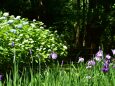 明月院 花菖蒲と紫陽花