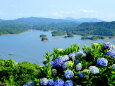紫陽花の咲く丘から いろは島